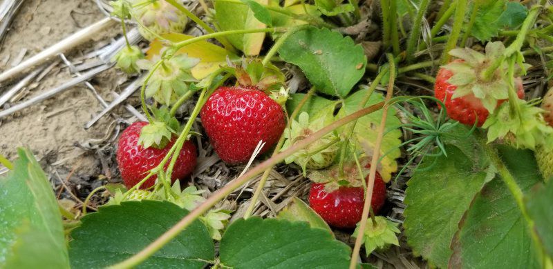 N-Post-Strawberries-3.jpg
